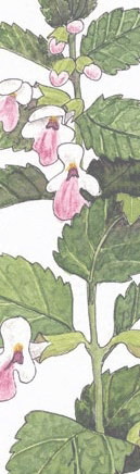 rameau de mélitte fleurie