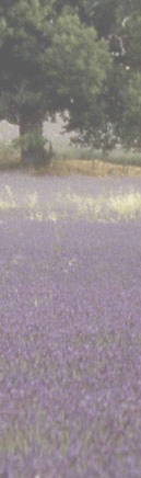 Amandier lavandin et graminées sur le plateau de Valensole